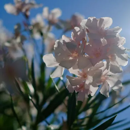 Flores 4* Poreč